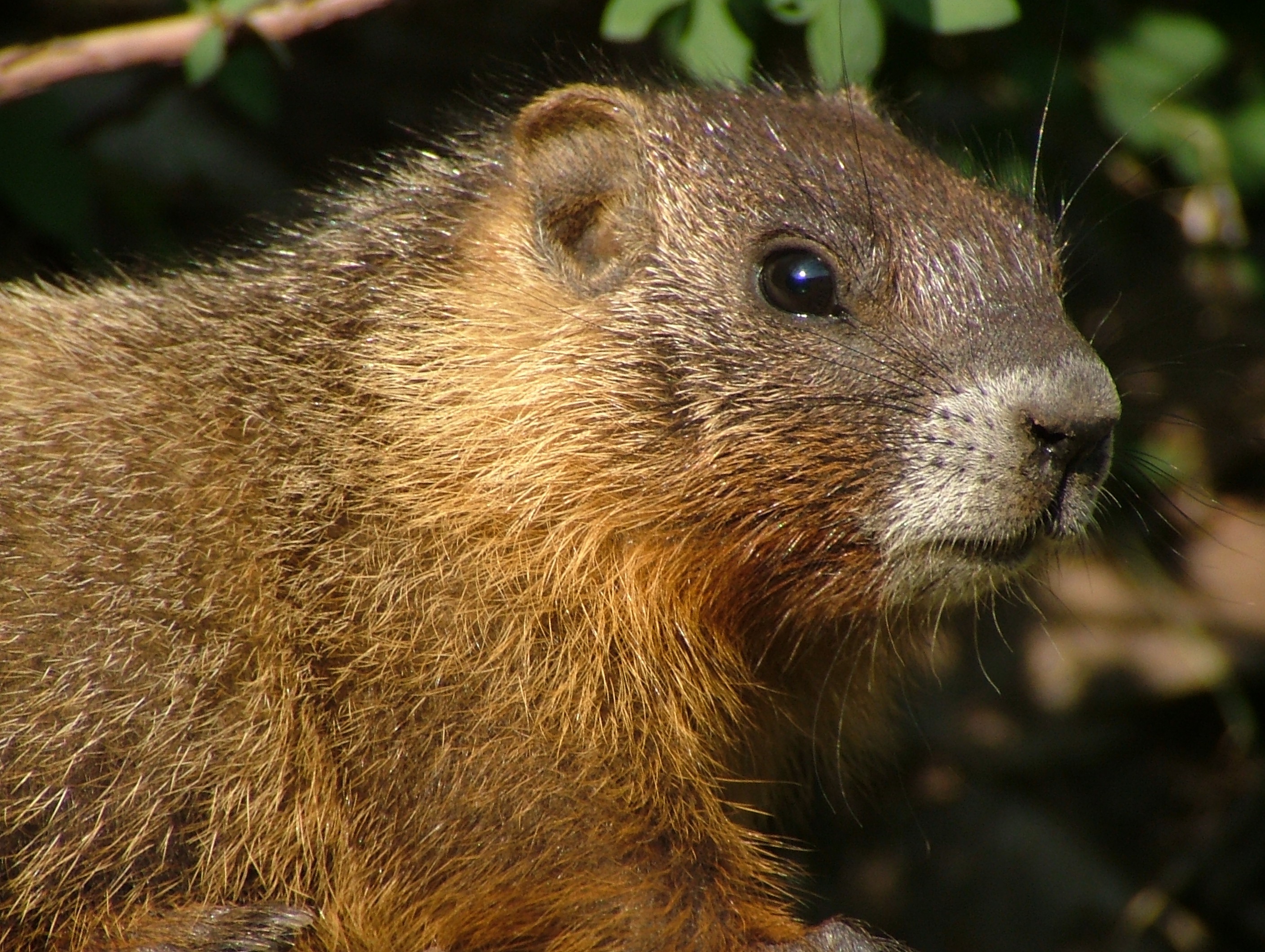 Whistle pig kabler pass 104.jpg