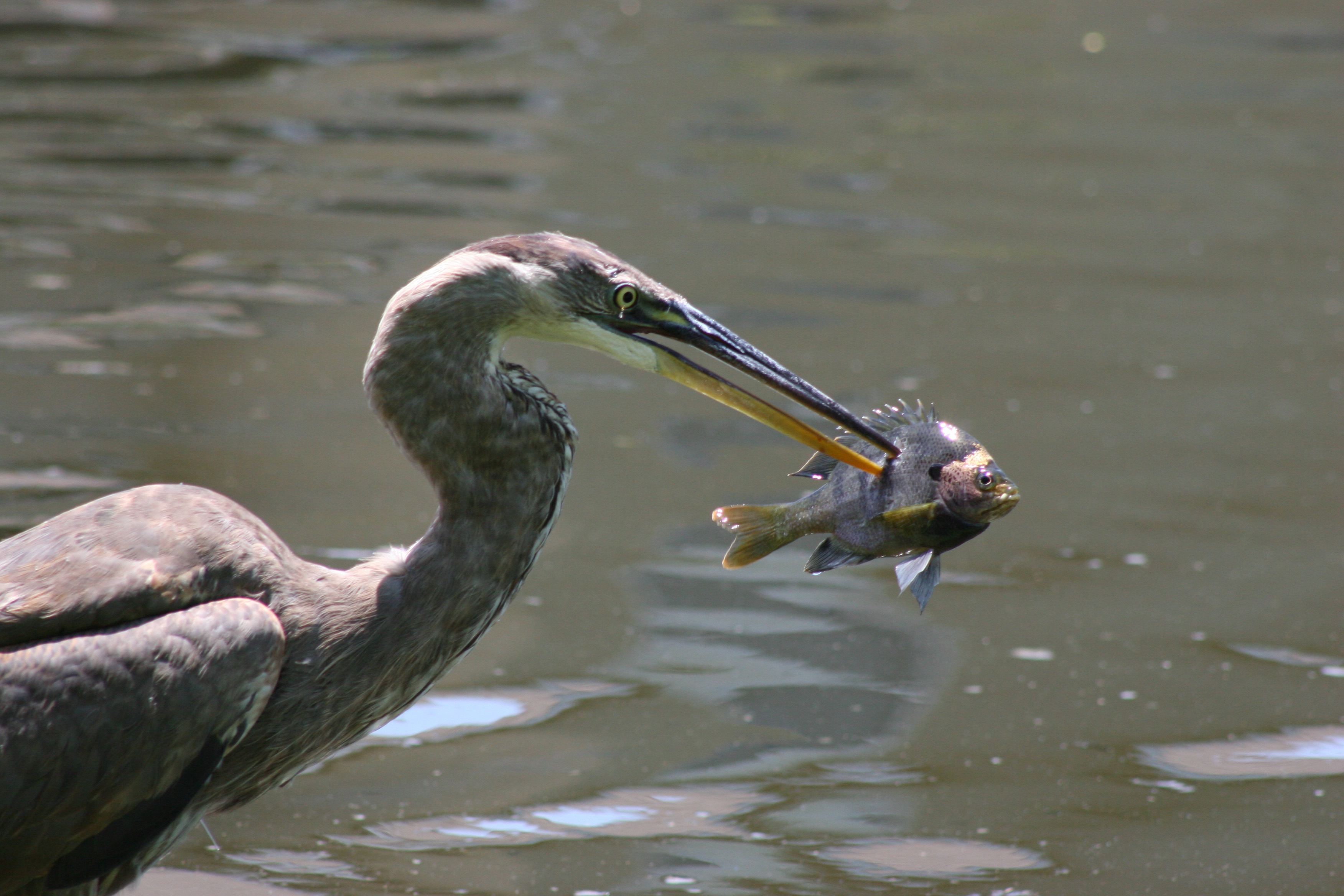 20050509-housepond 036.jpg