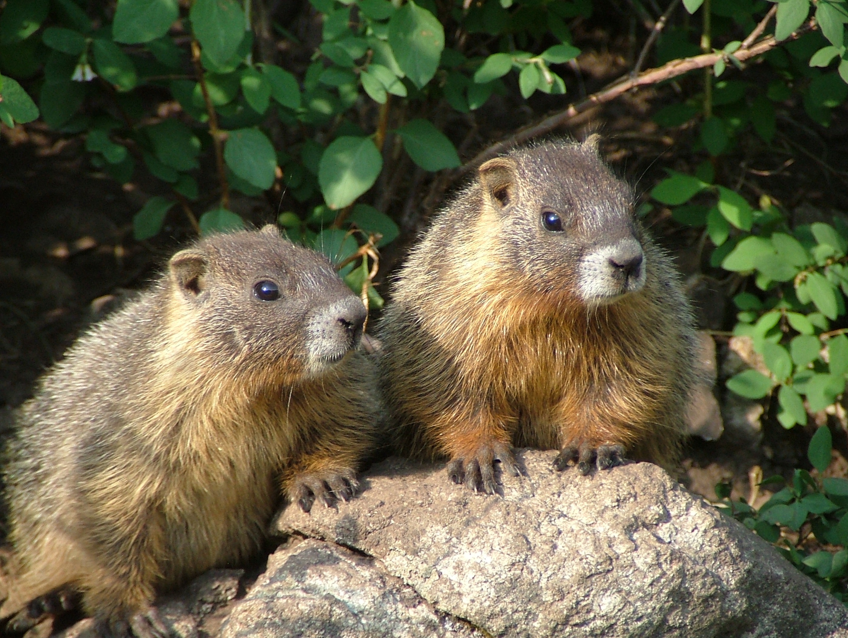 Whistle pig kabler pass 090.jpg