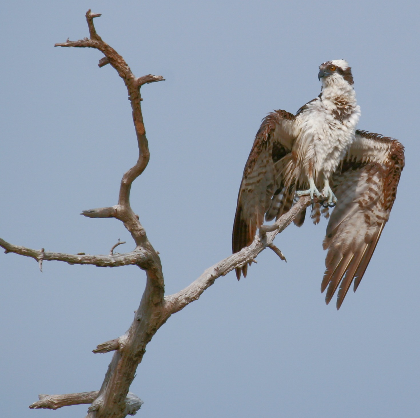 20080306-Lake Seminole Park-28.jpg