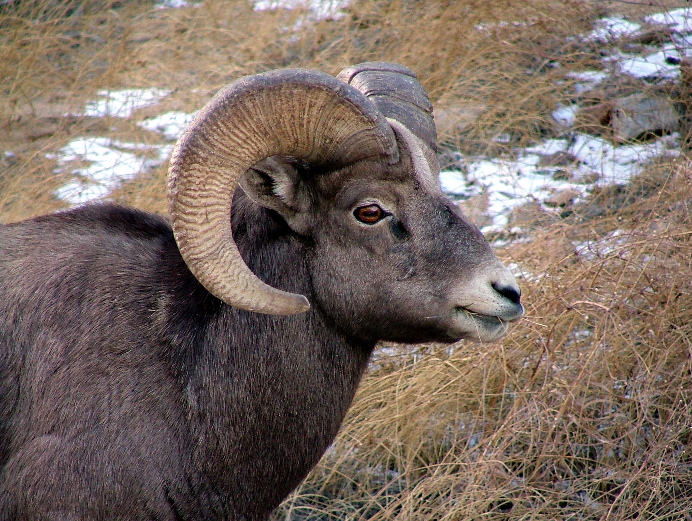 Bighorn 088.jpg