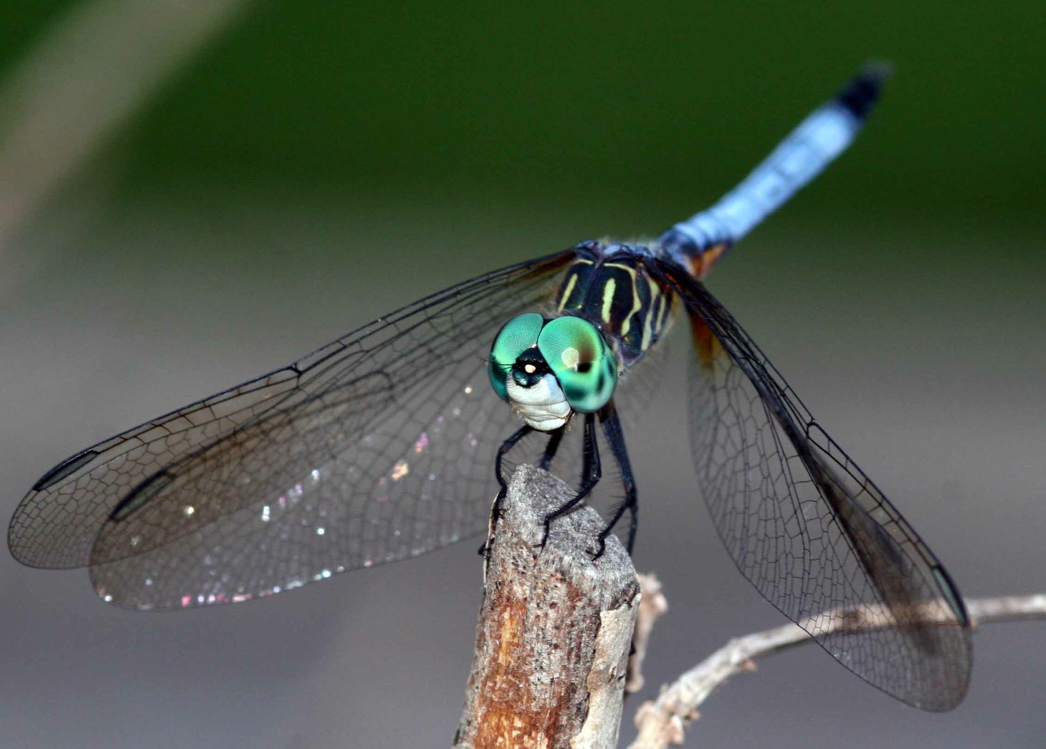 selection (10 of 48).jpg