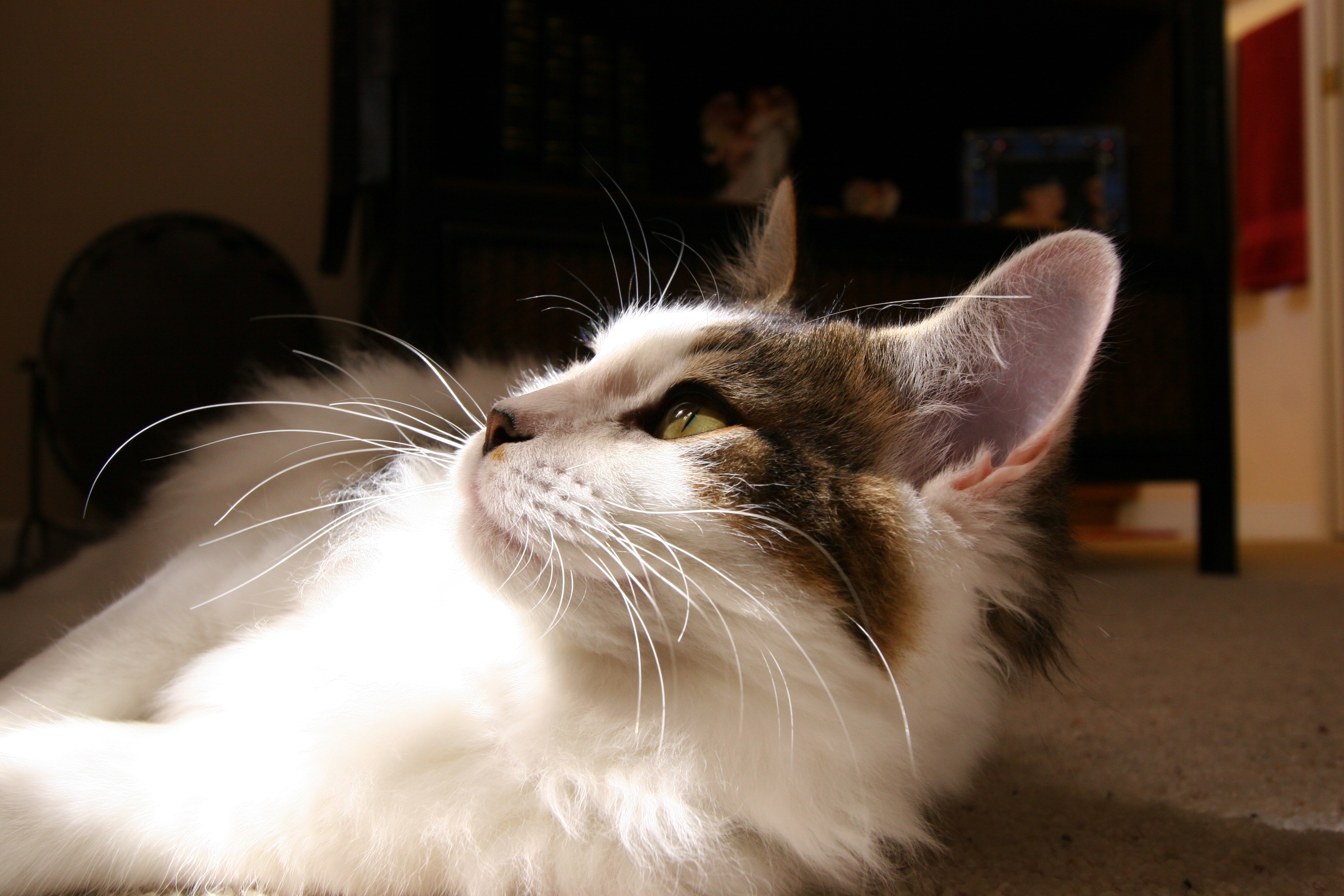 Cats Chair (29 of 37).jpg