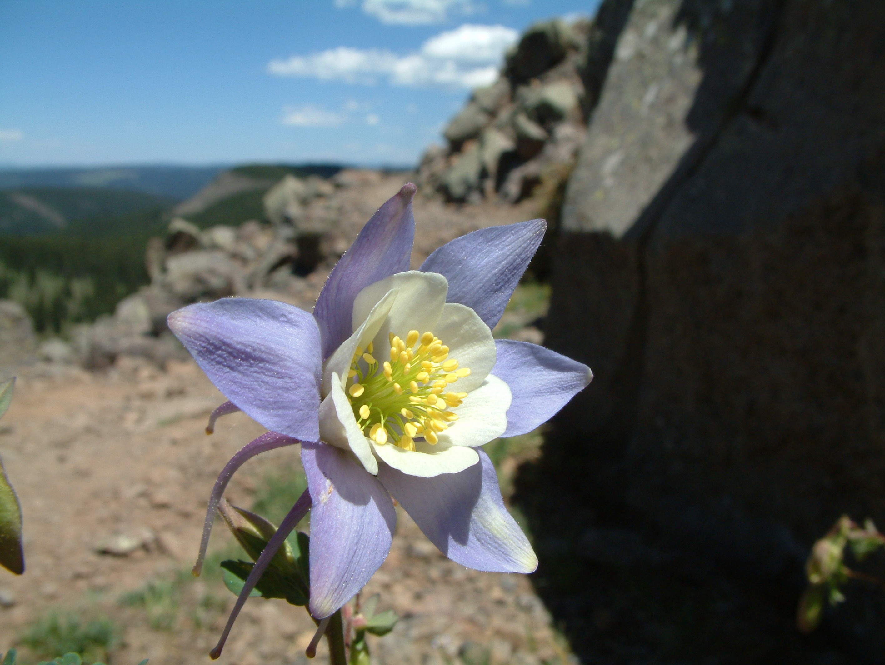 colorado state flower.jpg
