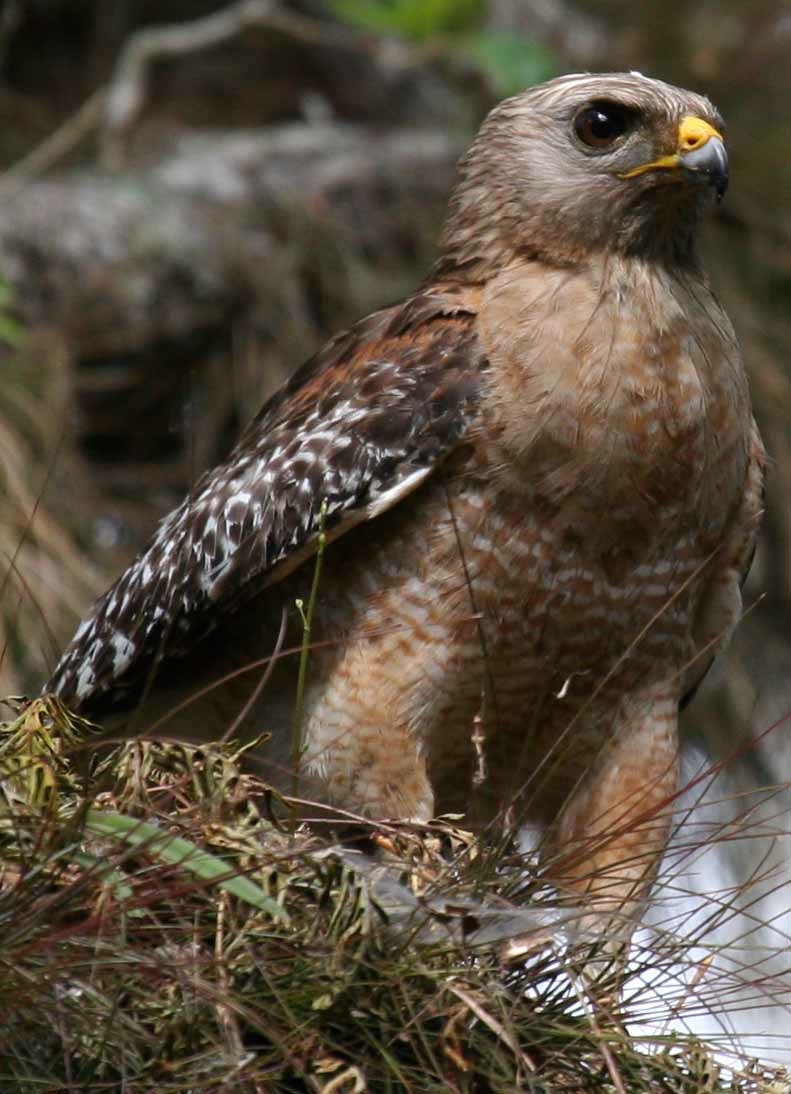 selection (34 of 48).jpg