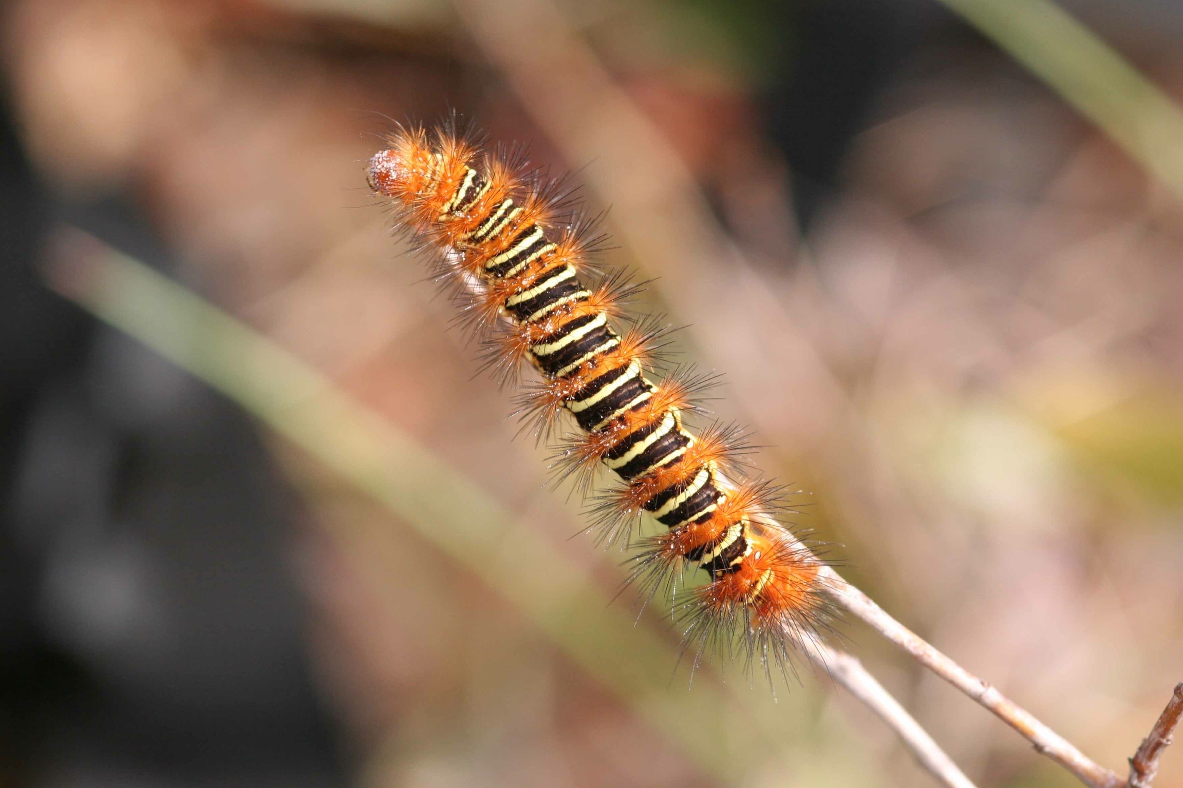 selection (13 of 48).jpg